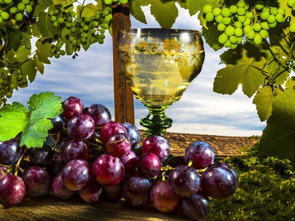 Виноградники и бокал