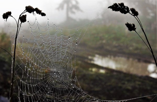 Паутина под дождем