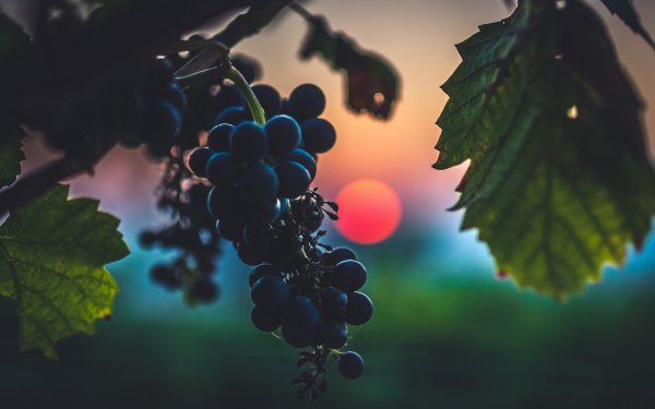 Виноград Макросъемка