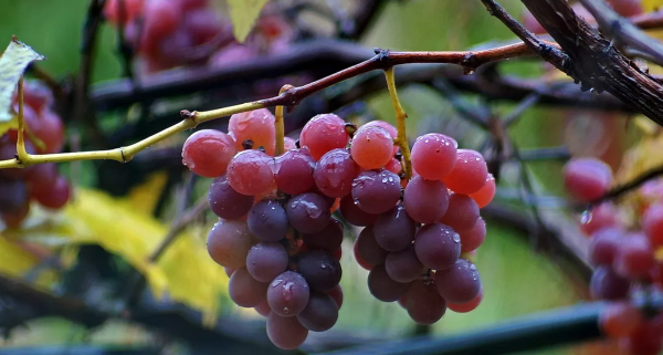 Виноград Амурский розовый