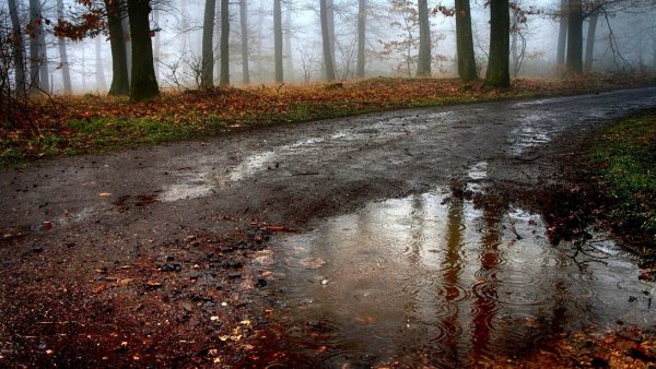 Дождь в осеннем лесу