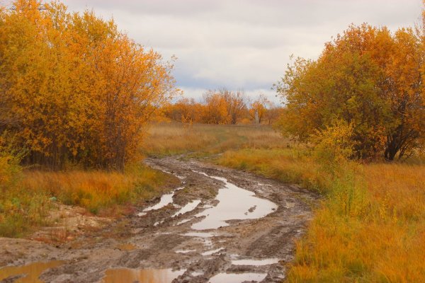 Лес осень грязь