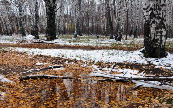 Поздняя осень первый снег