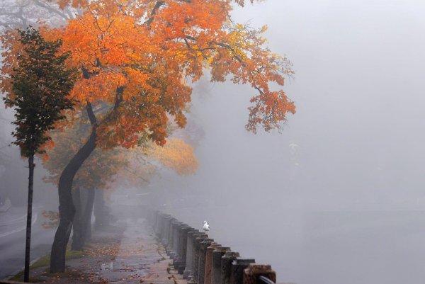 Осенний туман в городе