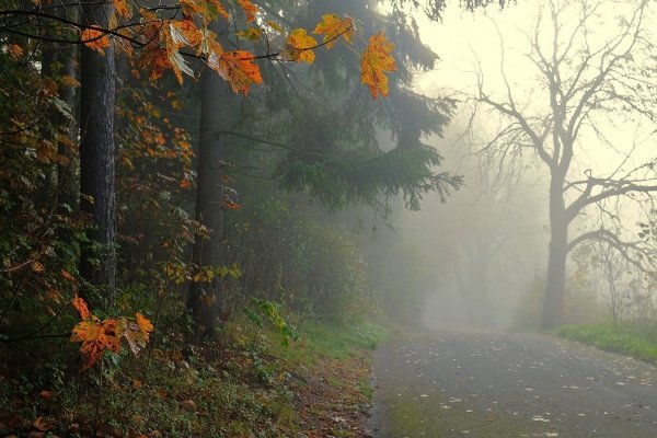 Осенний туман
