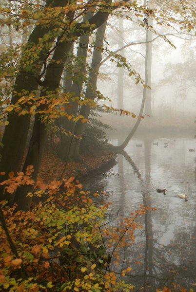 Осень туман