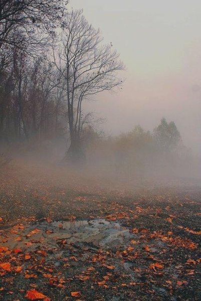 Осень туман
