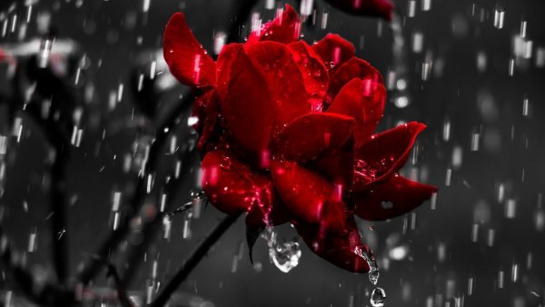 Черно красные цветы