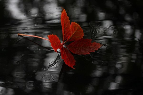 Бордовые листья