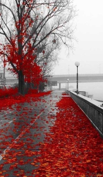 Серый с красным