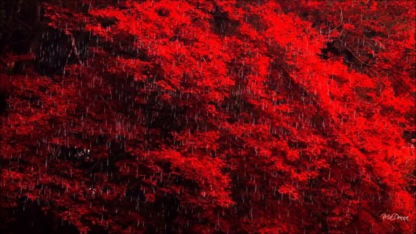 Красные обои на рабочий стол