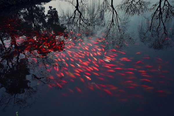 Чёрно красная Эстетика