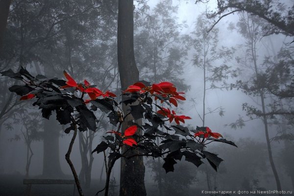 Сервц с красным в природе