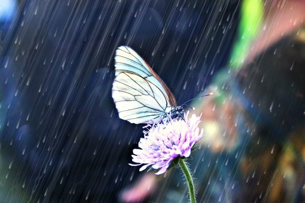 Мокрая бабочка