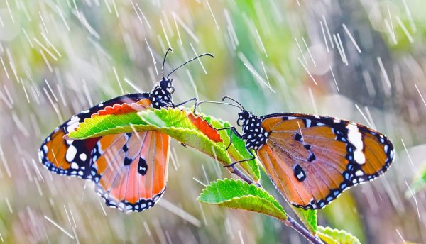 Бабочки цветы дождик