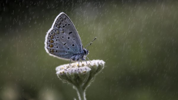 Бабочки и дождь