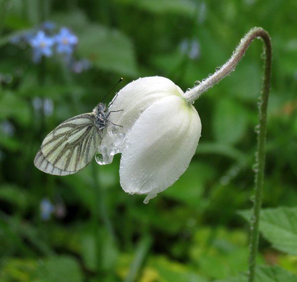 Бабочка под дождем