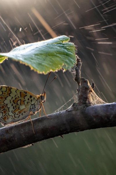 Бабочки и дождь