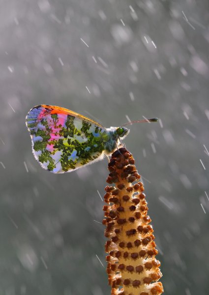 Бабочка и дождик