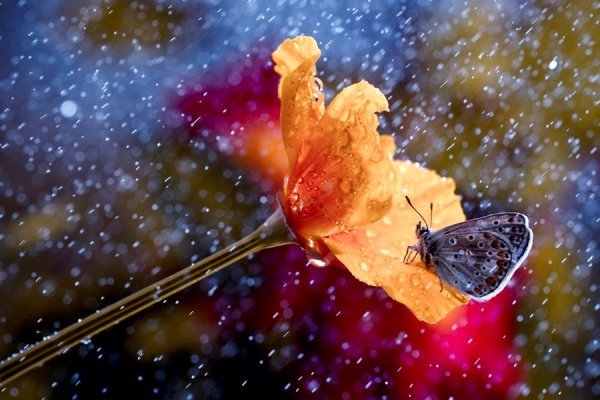 Бабочка под дождем