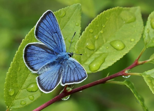 Бабочка фиолетовая