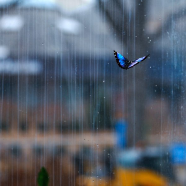 Бабочка под дождем