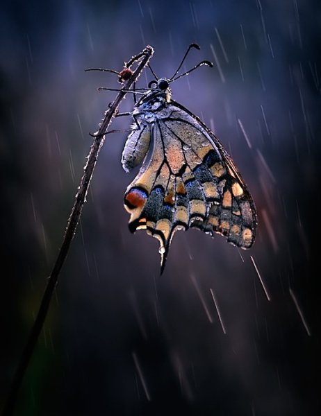 Бабочка в паутине