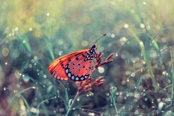 Макромир бабочка