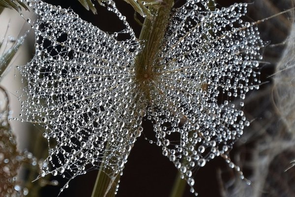 Дождик из бабочек