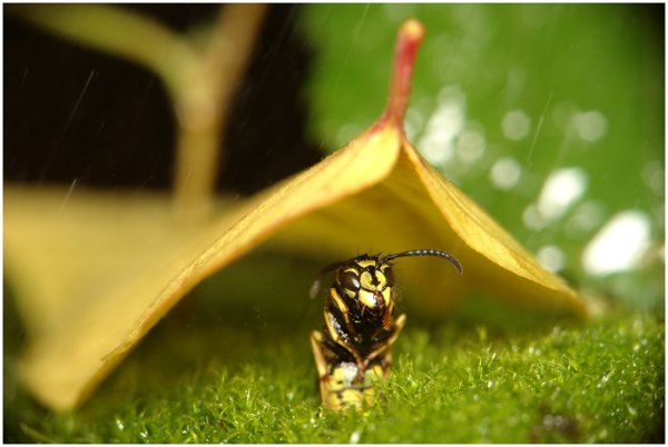 Жук под листком