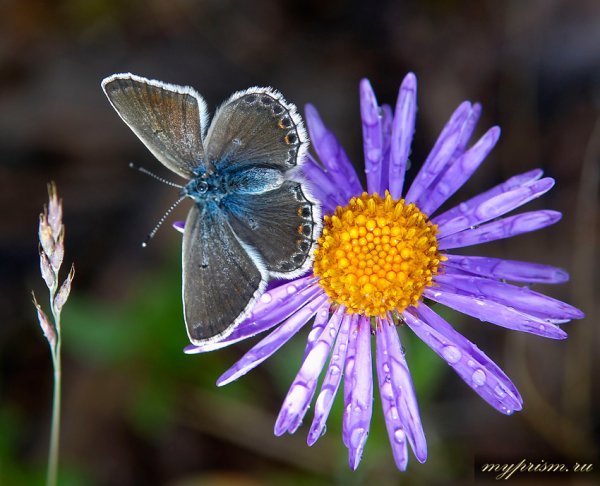 Бабочки после дождя лучшее фото