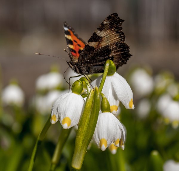 Бабочка подснежница