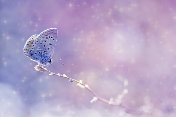 Бабочка под дождем