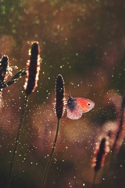 Бабочки и дождь