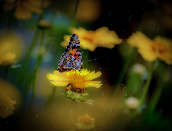 Летний дождик Дмитрий