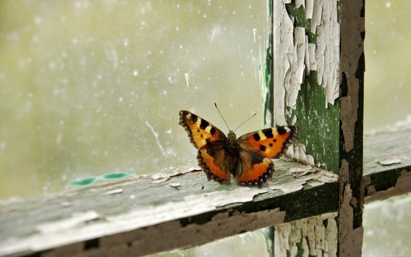 Бабочки на окна