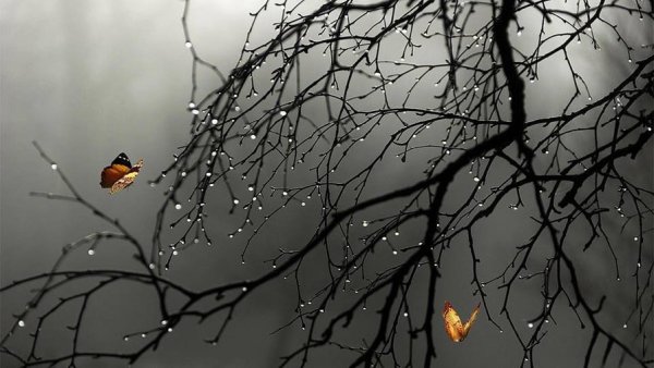 Бабочка Весна дождь