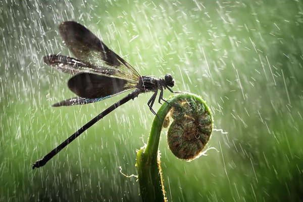 Стрекозы дождь и солнце