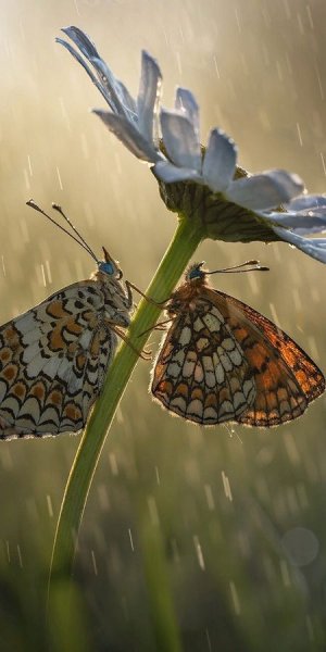 Макросъемка природа