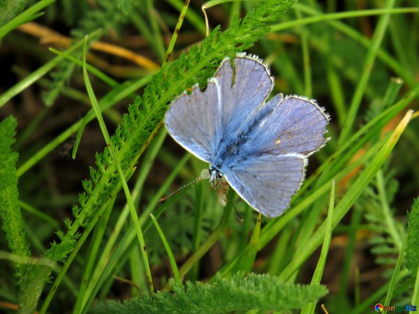 Бабочка прячется от дождя