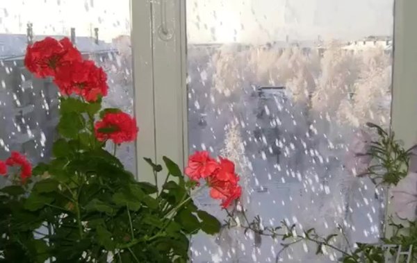 Цветы на зимнем окне