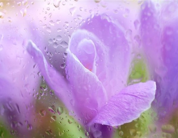 Цветы за мокрым стеклом