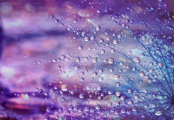 Розовый дождь