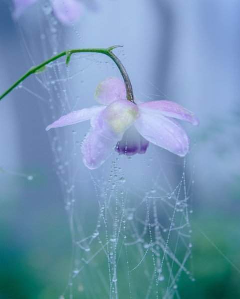 Нежные цветы в росе