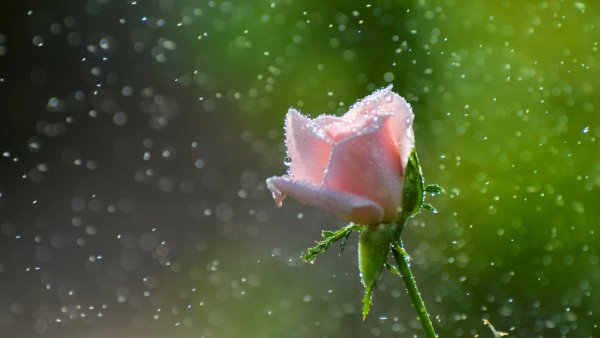 Нежные розы с каплями дождя