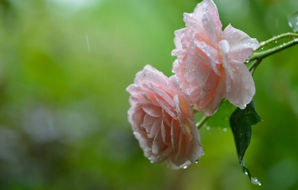 Роса на цветах