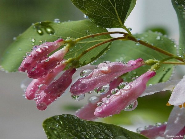 Цветы в росе