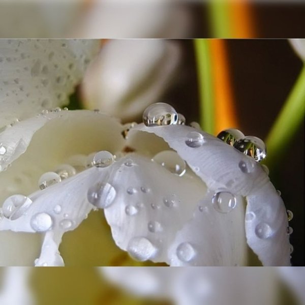 Нежные капельки росы