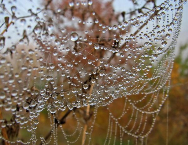 Осеннее кружево