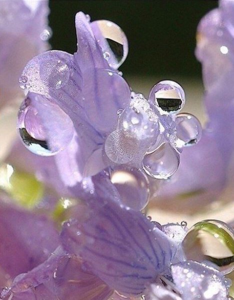 Роса на цветах